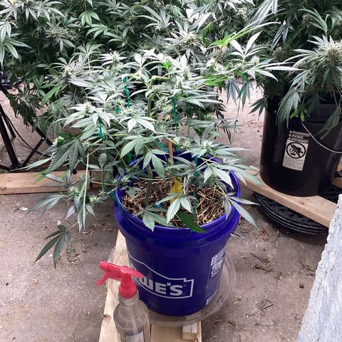 Prom Nigth  (Walipini Seeds) growlog photo: Prom Night Beautiful Lady 🔥😎