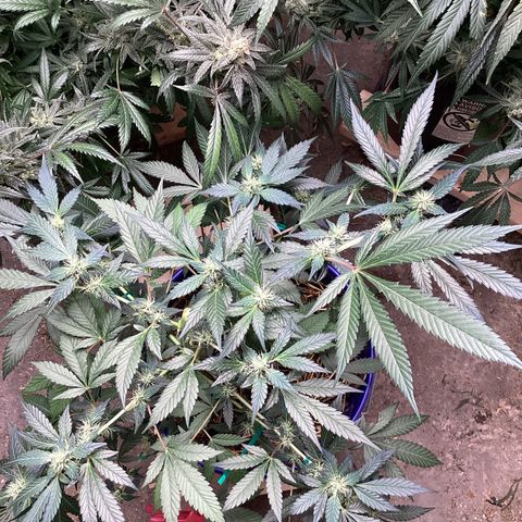Prom Nigth  (Walipini Seeds) growlog photo: Prom Night Beautiful Lady 🔥😎