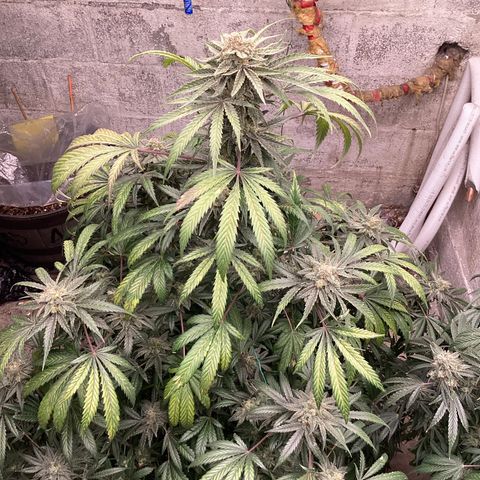 Runtz growlog photo: Days away 