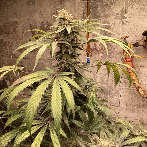 Runtz growlog photo: Days away 