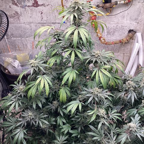 Runtz growlog photo: Days away 