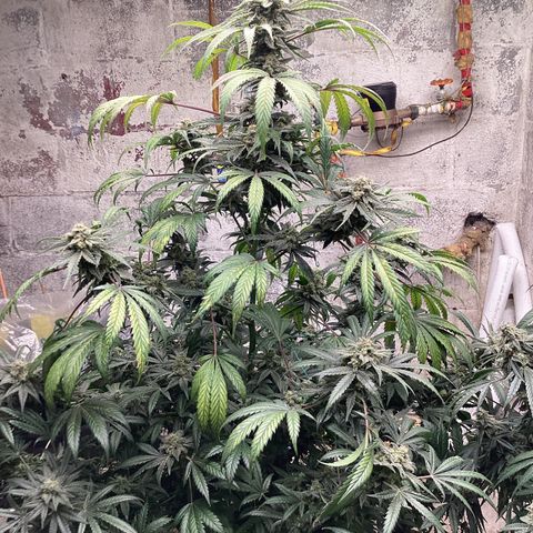 Runtz growlog photo: Days away 