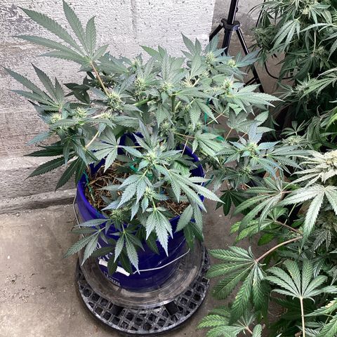 Prom Nigth  (Walipini Seeds) growlog photo: Beautiful Cannabis 