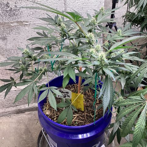 Prom Nigth  (Walipini Seeds) growlog photo: Beautiful Cannabis 