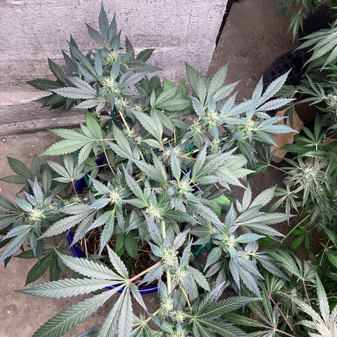 Prom Nigth  (Walipini Seeds) growlog photo: Beautiful Cannabis 