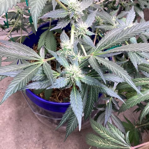 Prom Nigth  (Walipini Seeds) growlog timeline photo