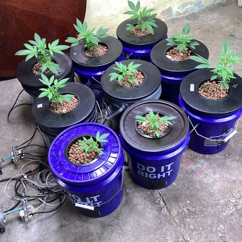 Alofoke 🇵🇷 growlog photo: Baby’s looking 👀 Beautiful 