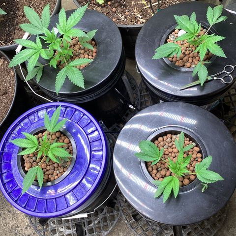 Alofoke 🇵🇷 growlog photo: Baby’s looking 👀 Beautiful 