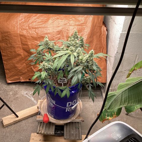 Prom Nigth  (Walipini Seeds) growlog photo: Beautiful 🤩 