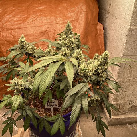 Prom Nigth  (Walipini Seeds) growlog photo: Beautiful 🤩 