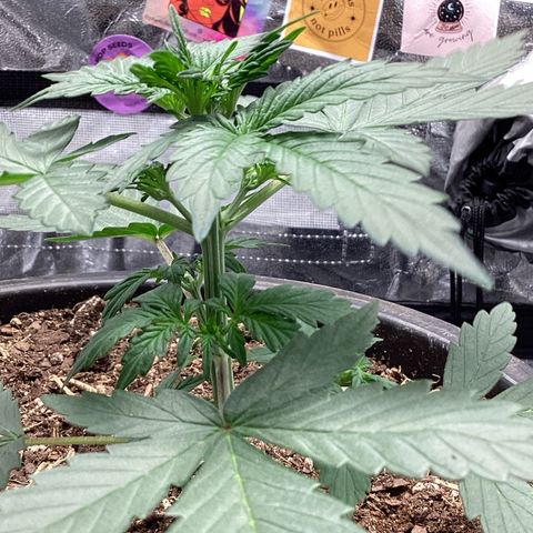 Sugar Granddaddy Purple Auto (Walipini seeds) growlog photo: Flower Mode in just 12 days in Veg.,,,Fuego🔥🔥✌🏽