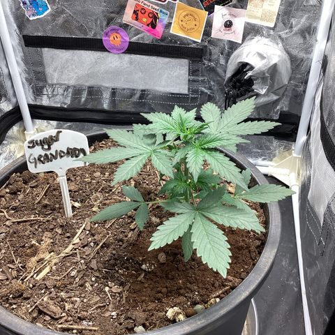 Sugar Granddaddy Purple Auto (Walipini seeds) growlog photo: Flower Mode in just 12 days in Veg.,,,Fuego🔥🔥✌🏽