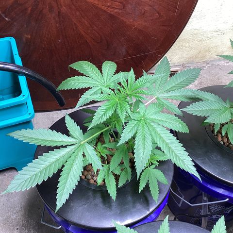 Alofoke 🇵🇷 growlog timeline photo