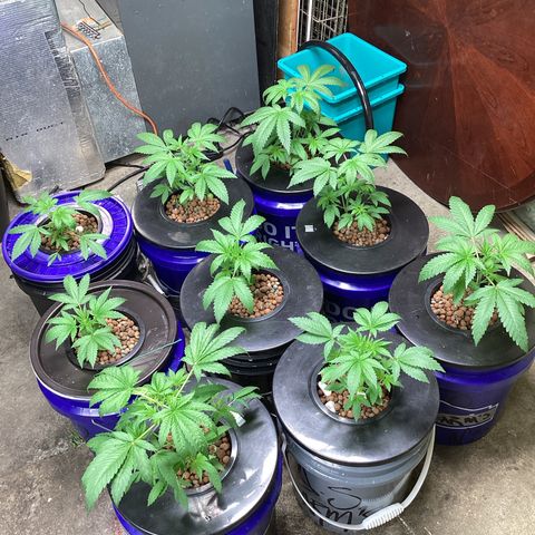 Alofoke 🇵🇷 growlog photo: Baby’s looking 👀 Beautiful 🤩🔥🔥🔥☠️