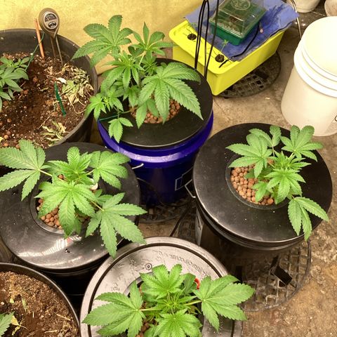 Alofoke 🇵🇷 growlog photo: Baby’s looking 👀 Beautiful 🤩🔥🔥🔥☠️