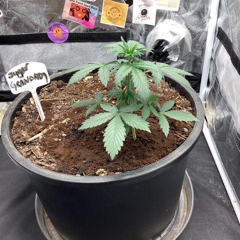 Sugar Granddaddy Purple Auto (Walipini seeds) growlog photo: Baby looking 👀 Beautiful 🔥🔥🔥🔥☠️🤞🏽🤷🏽‍♂️