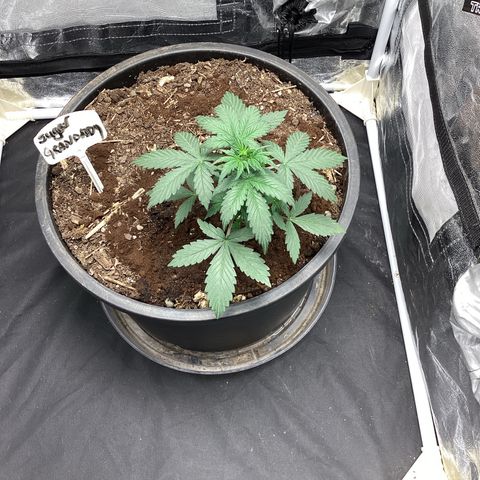 Sugar Granddaddy Purple Auto (Walipini seeds) growlog photo: Baby looking 👀 Beautiful 🔥🔥🔥🔥☠️🤞🏽🤷🏽‍♂️