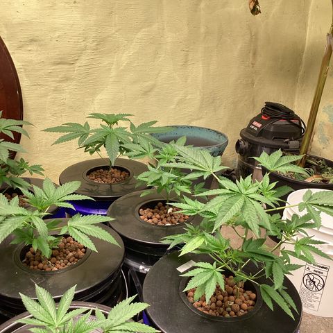 Alofoke 🇵🇷 growlog photo: Baby’s looking 👀 Beautiful 😍 
Alofoke 🔥🔥🔥