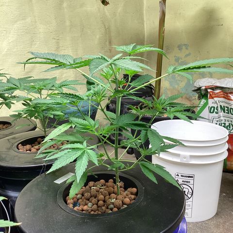Alofoke 🇵🇷 growlog photo: Baby’s looking 👀 Beautiful 😍 
Alofoke 🔥🔥🔥