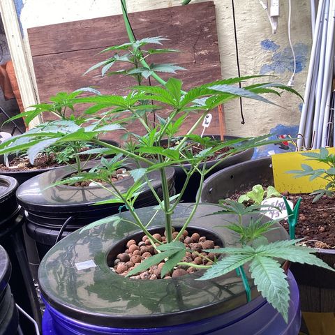 Alofoke 🇵🇷 growlog photo: Baby’s looking 👀 Beautiful 😍 
Alofoke 🔥🔥🔥