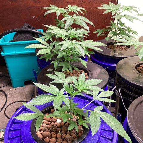 Alofoke 🇵🇷 growlog photo: Baby’s looking 👀 Beautiful 😍 
Alofoke 🔥🔥🔥