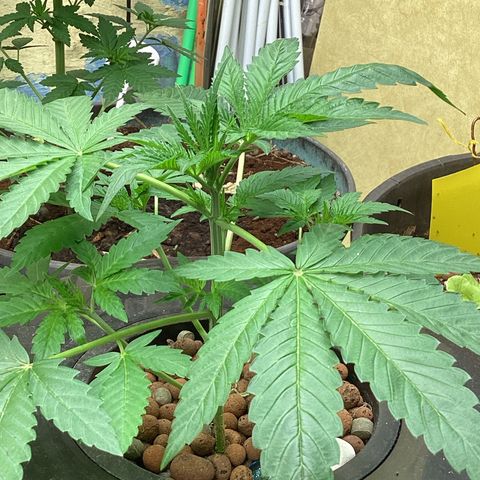 Alofoke 🇵🇷 growlog photo: Baby’s looking 👀 Beautiful 😍 
Alofoke 🔥🔥🔥