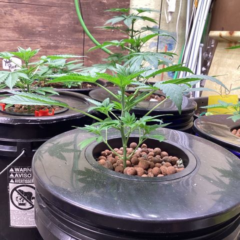 Alofoke 🇵🇷 growlog photo: Baby’s looking 👀 Beautiful 😍 
Alofoke 🔥🔥🔥