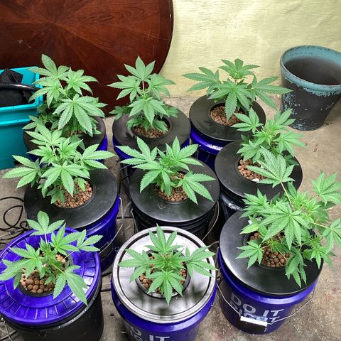 Alofoke 🇵🇷 growlog photo: Baby’s looking 👀 Beautiful 😍 
Alofoke 🔥🔥🔥