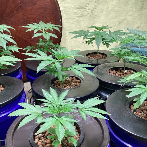 Alofoke 🇵🇷 growlog photo: Baby’s looking 👀 Beautiful 😍 
Alofoke 🔥🔥🔥