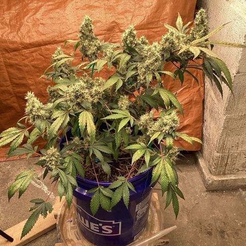 Prom Nigth  (Walipini Seeds) growlog photo: Beautiful ☠️🔥🔥🔥