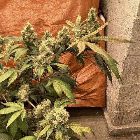 Prom Nigth  (Walipini Seeds) growlog photo: Beautiful ☠️🔥🔥🔥