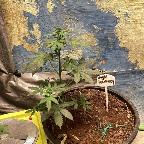 Sugar Granddaddy Purple Auto (Walipini seeds) growlog photo: Beautiful Cannabis 🔥🔥
Sugar Granddaddy 