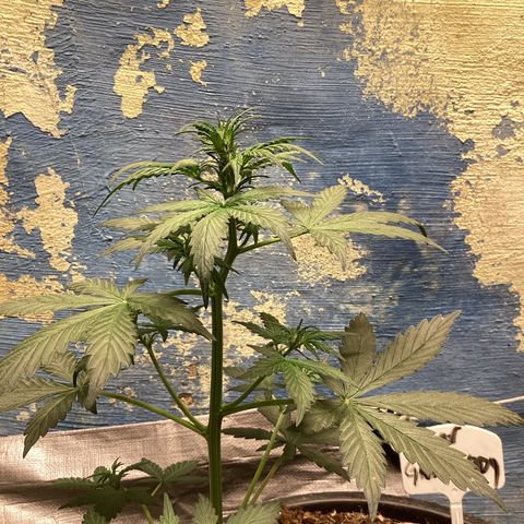 Sugar Granddaddy Purple Auto (Walipini seeds) growlog photo: Beautiful Cannabis 🔥🔥
Sugar Granddaddy 