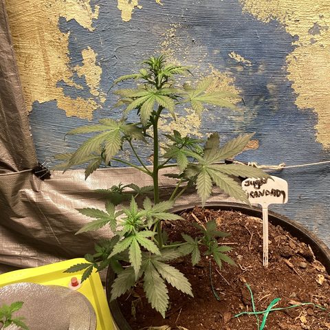 Sugar Granddaddy Purple Auto (Walipini seeds) growlog photo: Beautiful Cannabis 🔥🔥
Sugar Granddaddy 