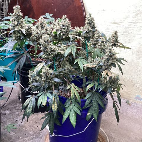 Prom Nigth  (Walipini Seeds) growlog photo: Beautiful Cannabis 🔥🔥🔥