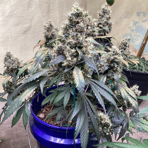 Prom Nigth  (Walipini Seeds) growlog photo: Beautiful Cannabis 🔥🔥🔥