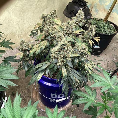 Prom Nigth  (Walipini Seeds) growlog photo: Beautiful Cannabis 🔥🔥🔥