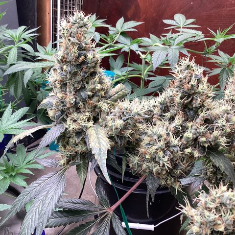 Prom Nigth  (Walipini Seeds) growlog photo: Beautiful Cannabis 🔥🔥🔥