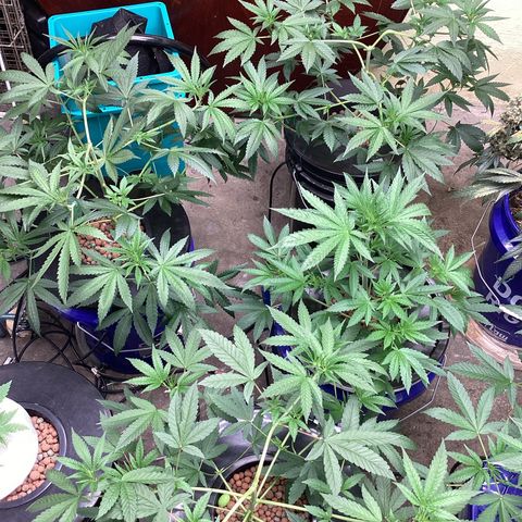 Alofoke 🇵🇷 growlog photo: Beautiful Cannabis 🔥🔥🔥