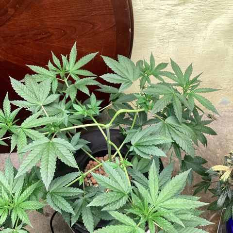Alofoke 🇵🇷 growlog photo: Beautiful Cannabis 🔥🔥🔥