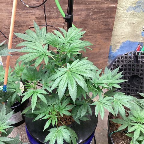 Alofoke 🇵🇷 growlog photo: Beautiful Cannabis 🔥🔥🔥