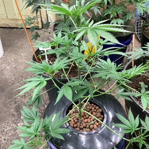 Alofoke 🇵🇷 growlog photo: Beautiful Cannabis 🔥🔥🔥
