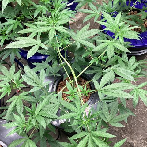 Alofoke 🇵🇷 growlog photo: Beautiful Cannabis 🔥🔥🔥