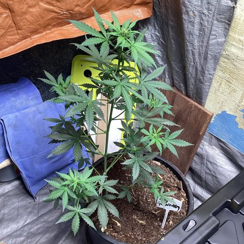 Sugar Granddaddy Purple Auto (Walipini seeds) growlog photo: Beautiful Cannabis 🔥🔥🔥