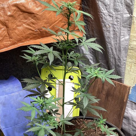 Sugar Granddaddy Purple Auto (Walipini seeds) growlog photo: Beautiful Cannabis 🔥🔥🔥