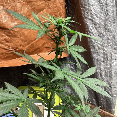 Sugar Granddaddy Purple Auto (Walipini seeds) growlog photo: Beautiful Cannabis 🔥🔥🔥