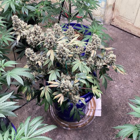 Prom Nigth  (Walipini Seeds) growlog photo: Beautiful Cannabis 🔥🔥🔥