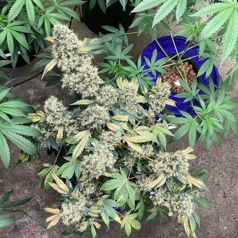 Prom Nigth  (Walipini Seeds) growlog photo: Beautiful Cannabis 🔥🔥🔥