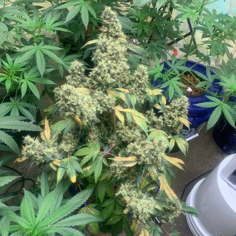 Prom Nigth  (Walipini Seeds) growlog photo: Prom Night 