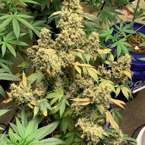 Prom Nigth  (Walipini Seeds) growlog photo: Prom Night 